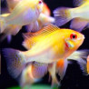 Apistogramma - Mikrogeophagus Ramirezi Gold le couple